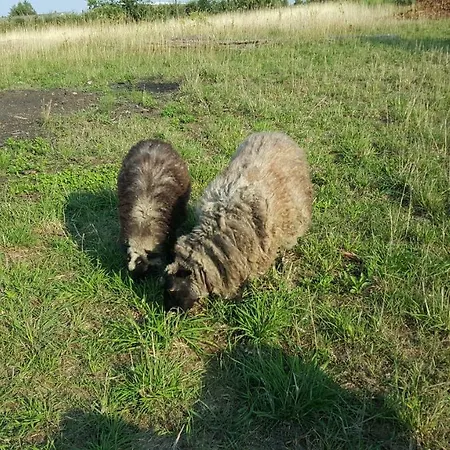 Krzeminek * Bobrowce