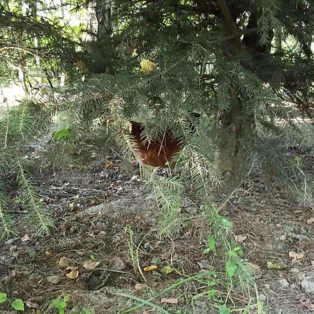 Krzeminek Bobrowce